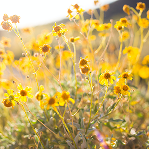 buttercups