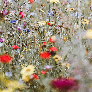 wildflowers